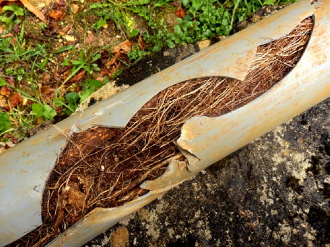 Do Trees Break Sewer Lines?